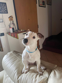 Jack Russel per accoppiamento