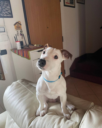 Jack Russel per accoppiamento