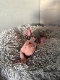 Cucciolo Sphynx