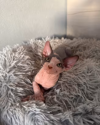 Cucciolo Sphynx