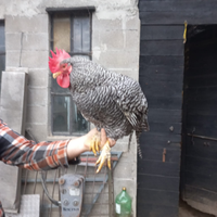 Gallo