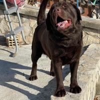 Labrador Retriver disponibile per monta