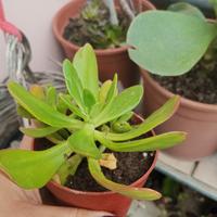 Pianta grassa Sedum in vaso – Sana e resistente