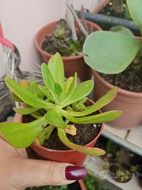 Pianta grassa Sedum in vaso – Sana e resistente