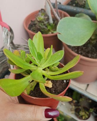 Pianta grassa Sedum in vaso – Sana e resistente