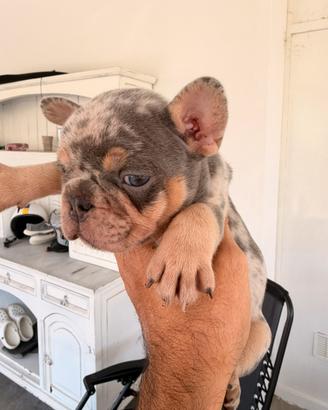 Bulldog Francese