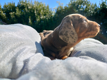 Cuccioli di bassotto con pedigree ENCI