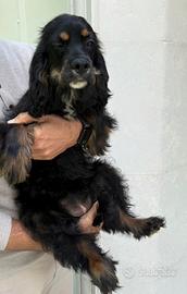 Incrocio tra Coker Americano e Cavalier king