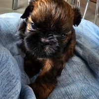 Cuccioli di cane razza Shih Tzu con pedigree ENCI