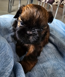 Cuccioli di cane razza Shih Tzu con pedigree ENCI