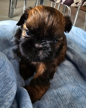 Cuccioli di cane razza Shih Tzu con pedigree ENCI