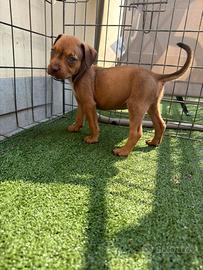 Ultima 2 FEMMINE Pitbull