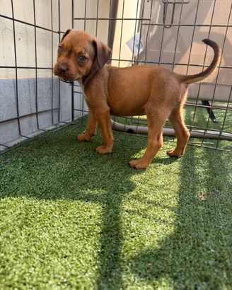Ultima 2 FEMMINE Pitbull