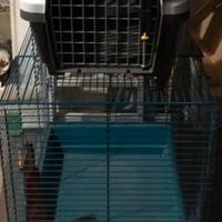 Gabbia o trasportino