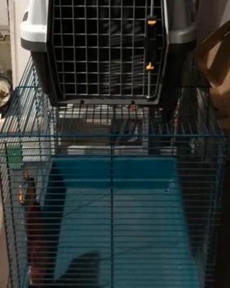 Gabbia o trasportino