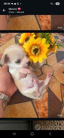 cuccioli razza cihuahua