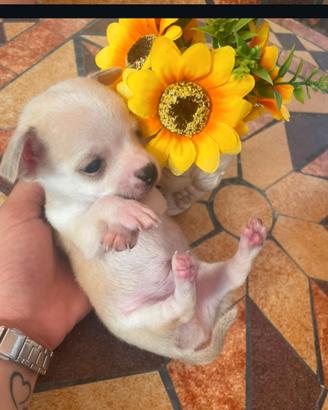 cuccioli razza cihuahua