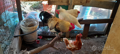 Galline e gallo