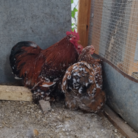 Coppia cocincina nana millefiori