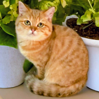 Cuccioli di British Shorthair