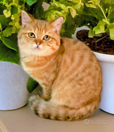 Cuccioli di British Shorthair