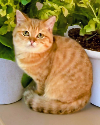 Cuccioli di British Shorthair