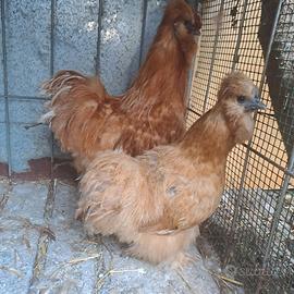 Coppia galline moroseta già pronta NON SPEDISCO
