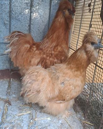 Coppia galline moroseta già pronta NON SPEDISCO