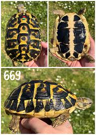 Femmina Testudo hermanni hermanni tartaruga terra