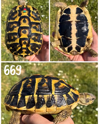 Femmina Testudo hermanni hermanni tartaruga terra