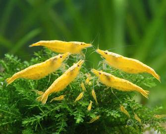 Caridine Yellow neon