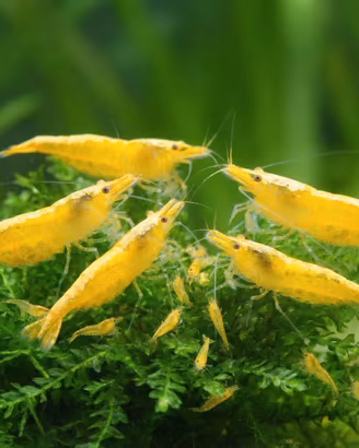 Caridine Yellow neon