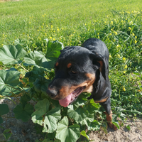 Splendidi cuccioli rottweiler