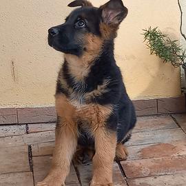 Cuccioli di pastore tedesco