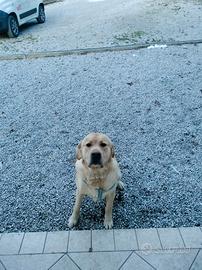 Cucciolone di 2 anni