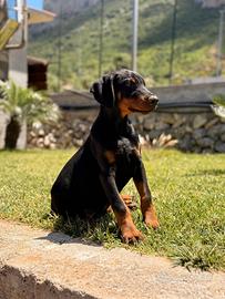 Dobermann