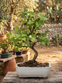 Bonsai Melo Everest Esemplare Unico 39 cm 17 Anni