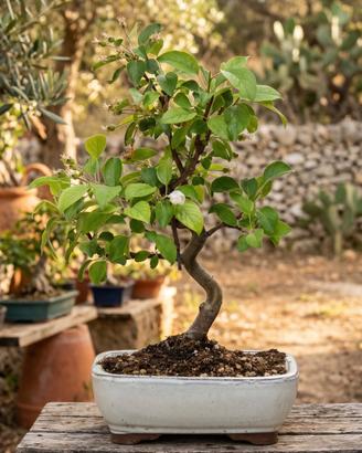 Bonsai Melo Everest Esemplare Unico 39 cm 17 Anni