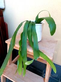 pianta Epiphyllum fiore bianco + vaso terracotta