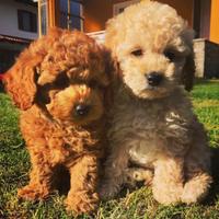 Cuccioli di barboncini toy