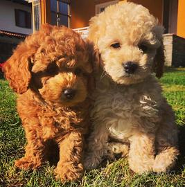 Cuccioli di barboncini toy