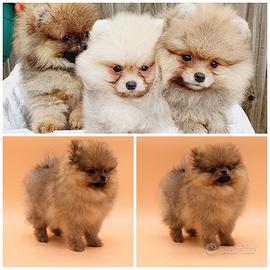 Cuccioli spitz pomerania maschi e femmine