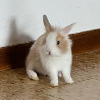 Coniglio testa di leone