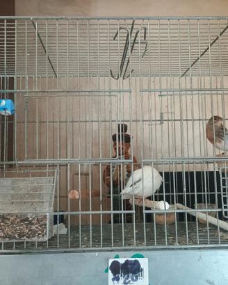 Canarina con pullo
