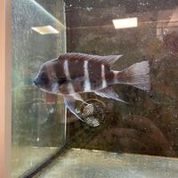 Cyphotilapia Frontosa