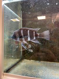 Cyphotilapia Frontosa