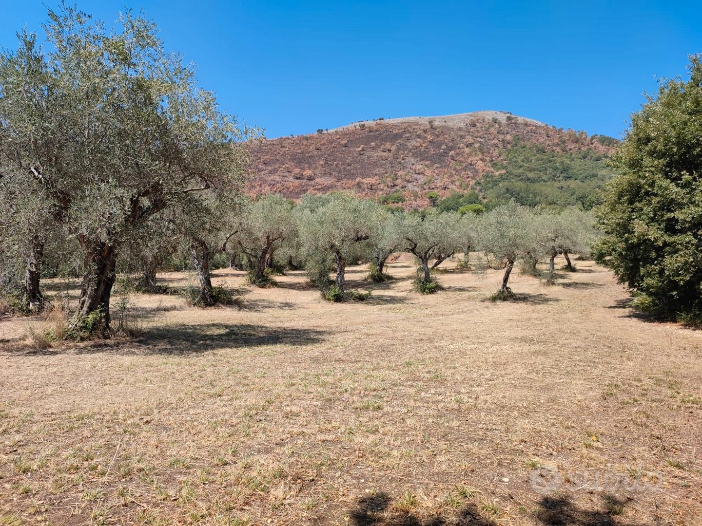 Terreno agricolo con uliveto di 15.633 m² - Vista 2