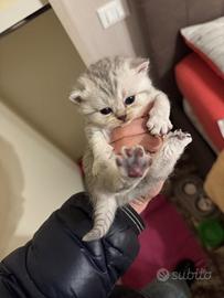 Cuccioli scottish fold/straight