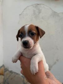 Jack russell disponibile 