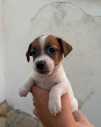 Jack russell disponibile 